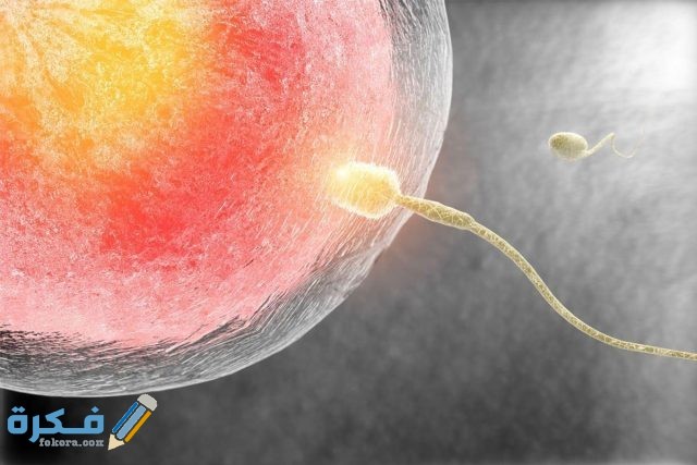 إفرازات تدل على عدم تلقيح البويضة إفرازات تدل على عدم تلقيح البويضة