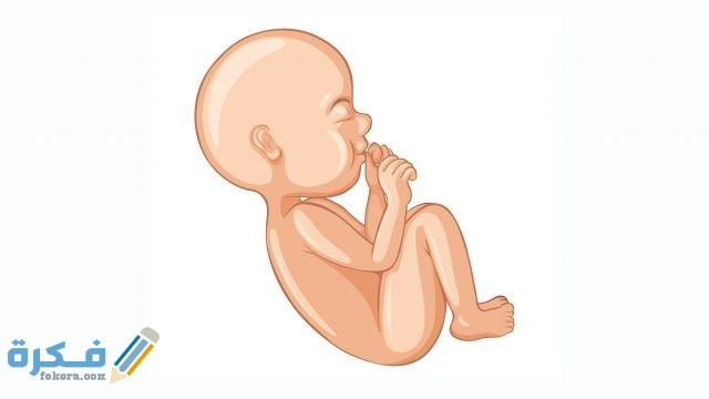 أين تكون حركة الجنين الولد