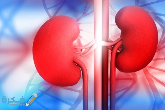 اسعار تحليل وظائف الكلى