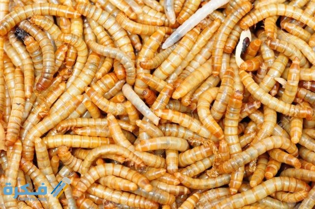 تفسير حلم رؤية الدود حلم رؤية الدود 1