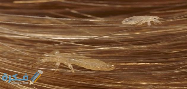 تفسير حلم رؤية القمل تفسير حلم رؤية القمل