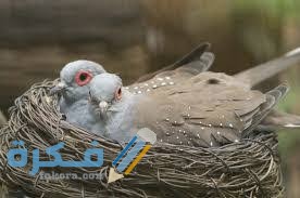 تفسير حلم عش الحمام 