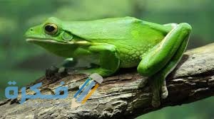 تفسير حلم الضفدع الكبير 