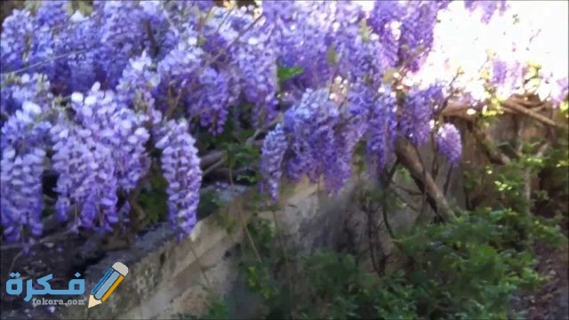 طريقة التخلص من نبات الحلفا