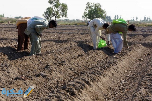 طريقة التخلص من ملوحة التربة