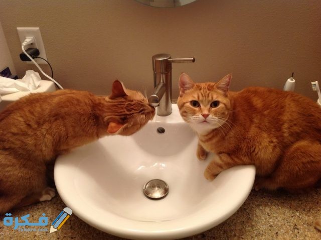 هَلْ يضرب الحيوان الأليف إذا أخطأ