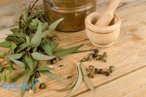 النعناع البري للتخلص من الناموس