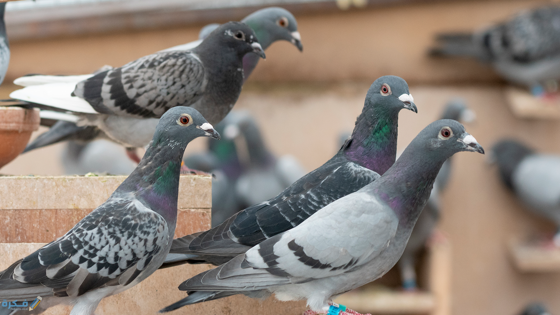 مشروع-تربية-الحمام