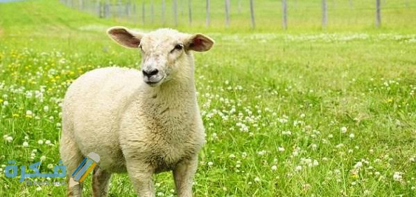 تفسير رؤية الخروف