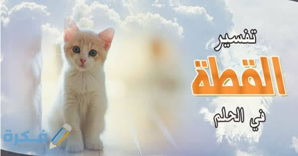 تفسير رؤية القطط 