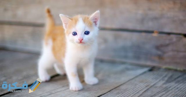 تفسير رؤية القطط 