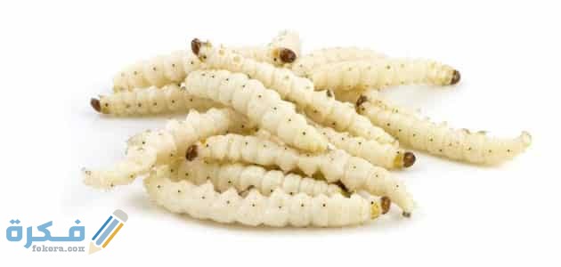 تفسير رؤية الدود تفسير رؤية الدود