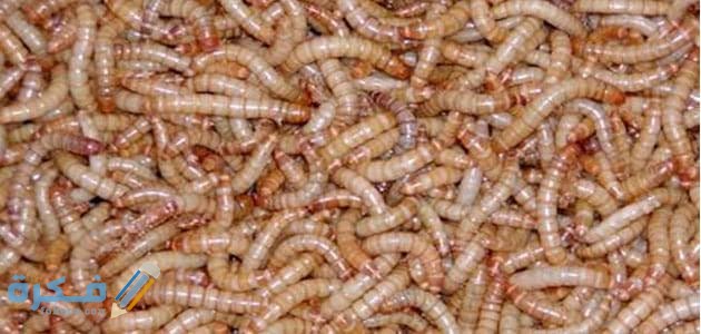 تفسير رؤية الدود تفسير رؤية الدود