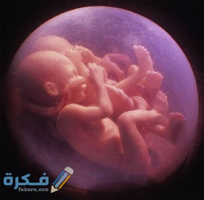 كم نسبة ماء الجنين في الشهر الثامن