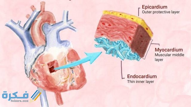كم نسبة عضلة القلب الطبيعية 