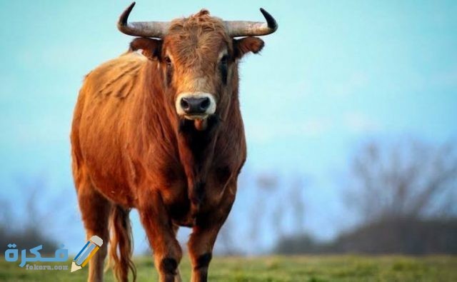 تفسير رؤية الثور تفسير رؤية الثور