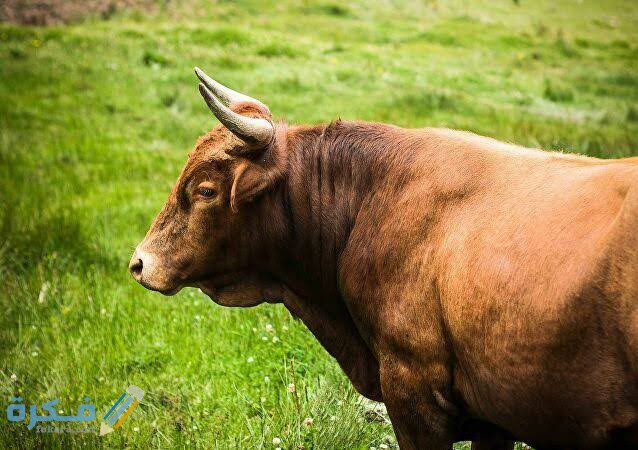 تفسير رؤية الثور تفسير رؤية الثور