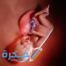 كم نسبة ماء الجنين في الشهر التاسع