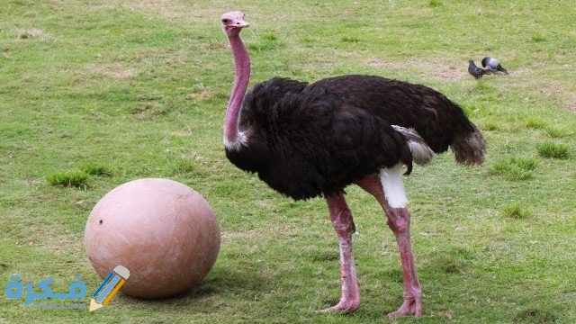 كيفية تسويق النعام