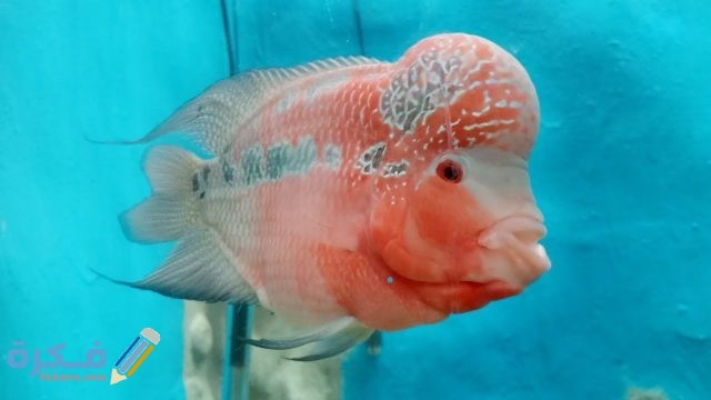 أسعار أكوا الغردقة