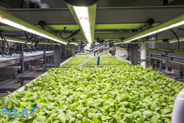 افكار مشاريع زراعية مربحة في السعودية بسيطة