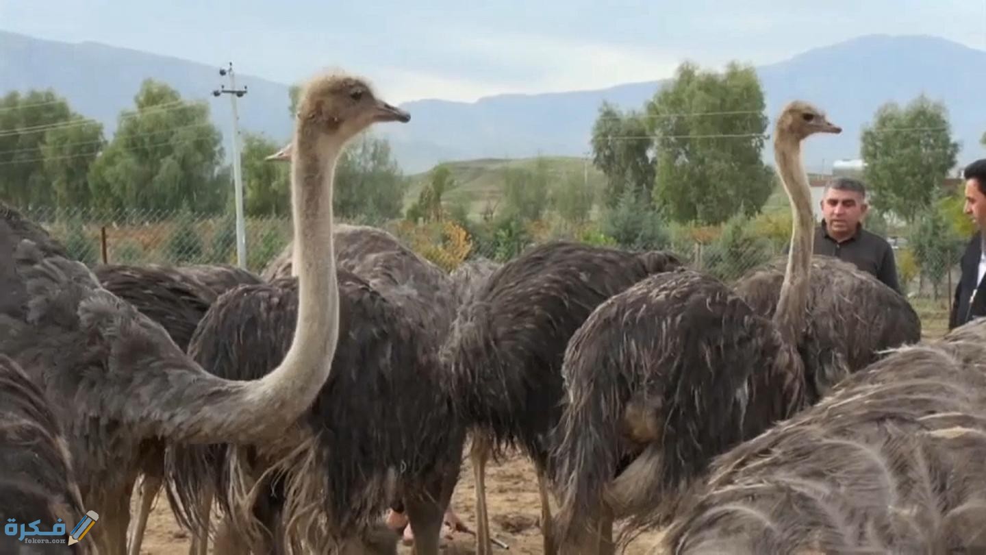 كيفية تسويق النعام