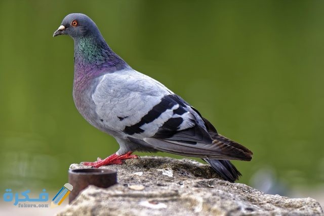 مشروع-تربية-الحمام