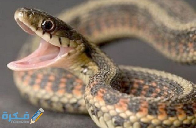 تفسير رؤية ثعبان مخطط أبيض وأسود في المنام