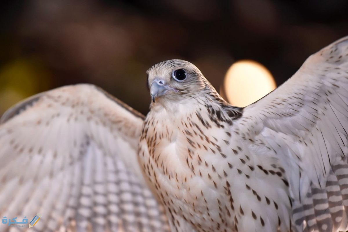 صقر الشاهين