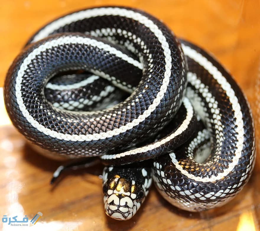 chain natter lampropeltis getula natter snake black and white striped species close up animals reptile
