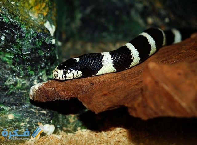 تفسير رؤية ثعبان مخطط أبيض وأسود في المنام