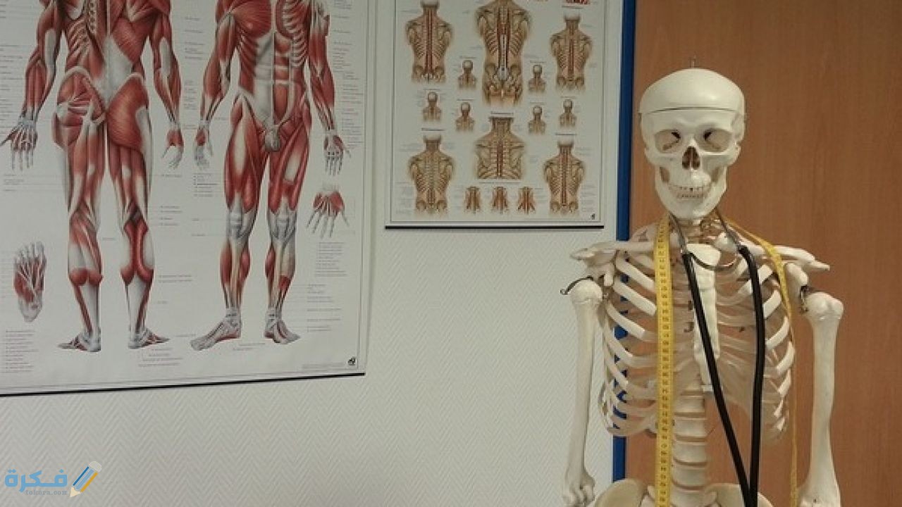 أضعف العظام في الجسم