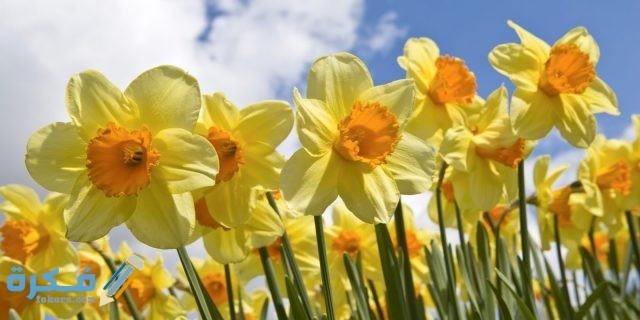 تفسير رؤية النرجس في المنام