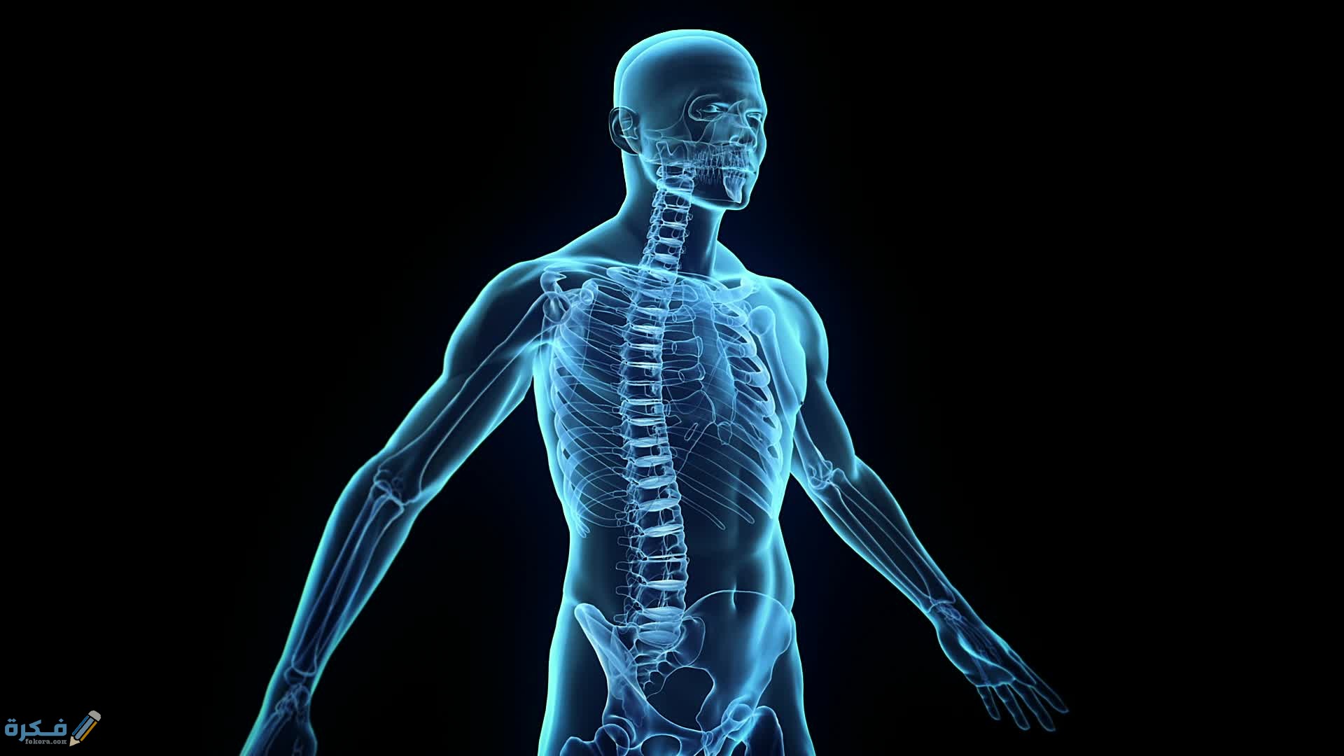 أعضاء الجسم