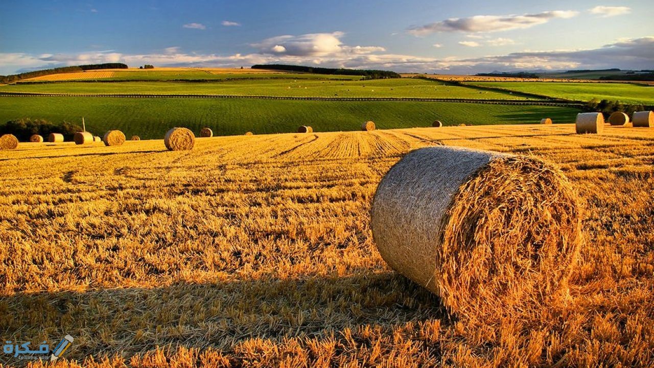 العوامل المؤثرة في موسم الحصاد