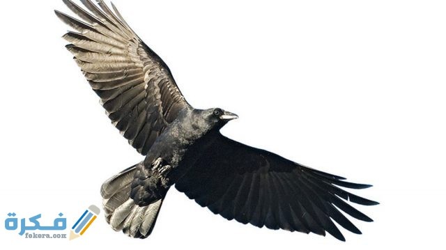 الجناح في الحلم على ماذا يدل