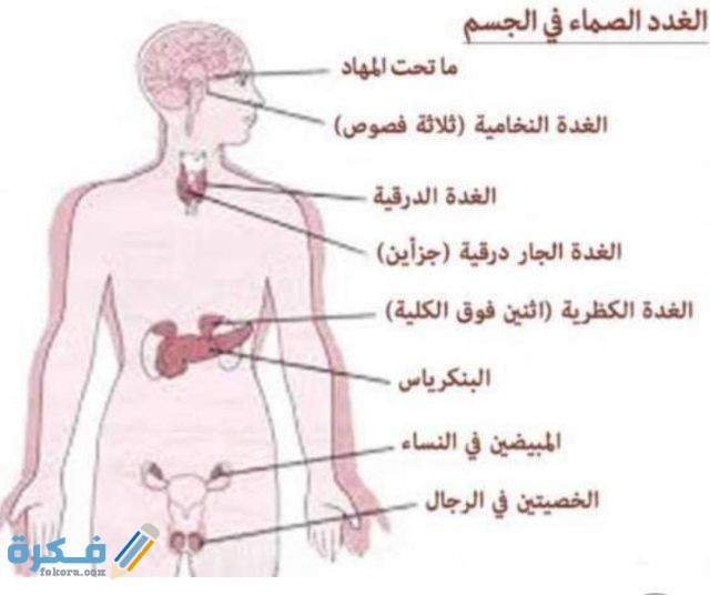 غدد في الجسم وظيفتها إفراز الهرمونات