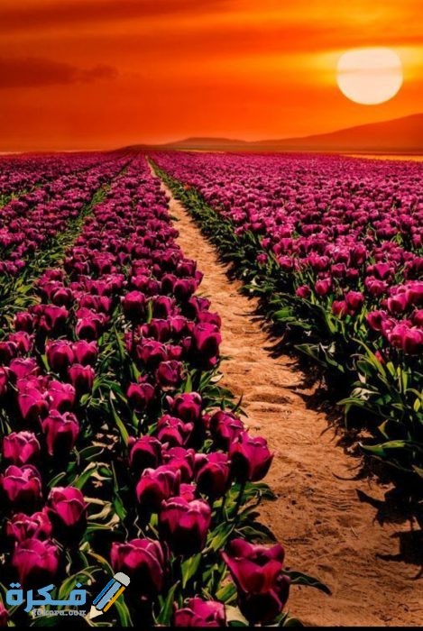 IMG ٢٠٢٠٠٨٢٨ ١٤٣٣٤١