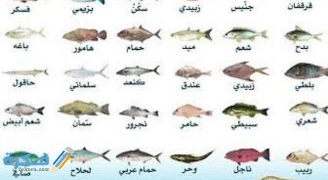 أسماء بعض أنواع الأسماك