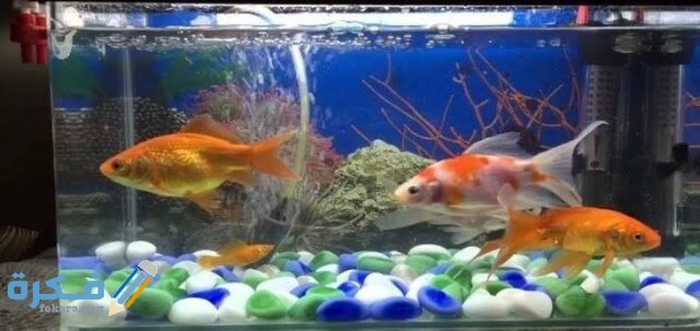 IMG ٢٠٢٠٠٨٣٠ ٠١٢٩٠١