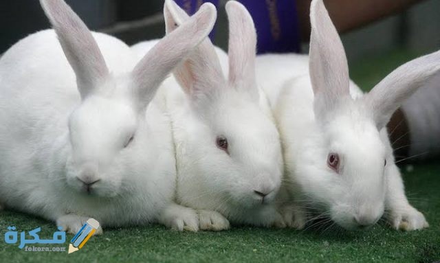 IMG ٢٠٢٠٠٨٣١ ٠١٣٩٤٤