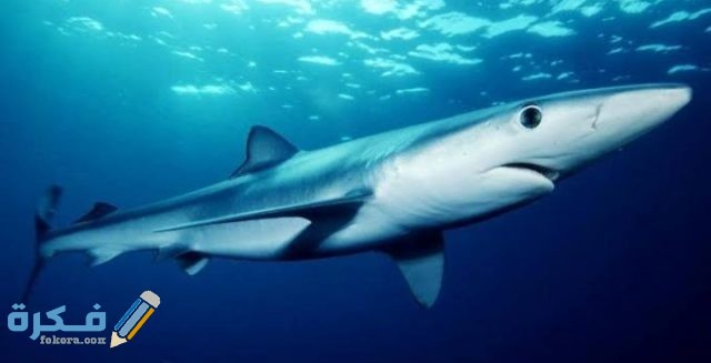 أنواع أسماك القرش IMG ٢٠٢٠٠٨٣١ ٠١٤٢٠٠