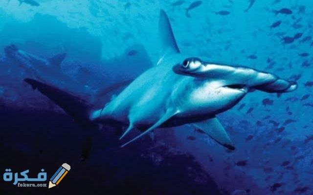 أنواع أسماك القرش IMG ٢٠٢٠٠٨٣١ ٠١٤٢١٤