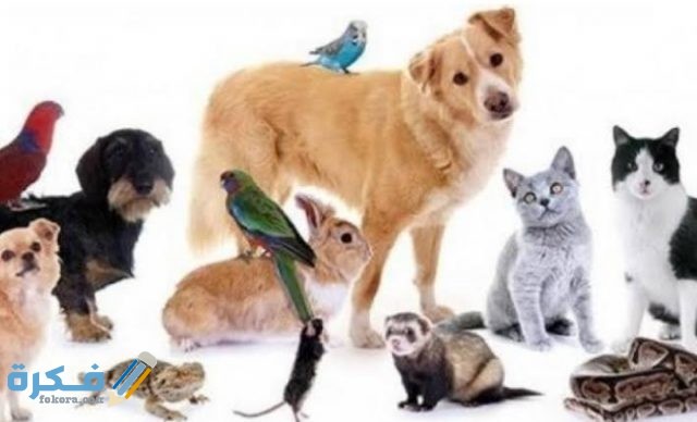 كيف اعرف شخصيتي الحقيقة IMG ٢٠٢٠٠٨٣١ ٠٢٢٨٠٤