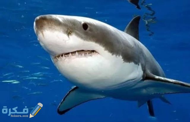 أنواع أسماك القرش IMG ٢٠٢٠٠٨٣١ ٠٢٥٣٥١