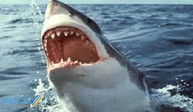 أنواع أسماك القرش IMG ٢٠٢٠٠٨٣١ ٠٢٥٤٠٠