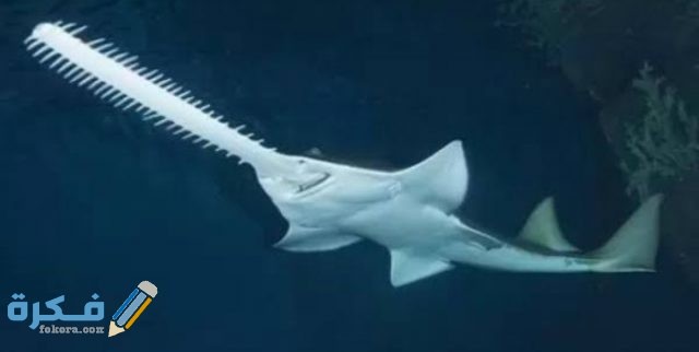 أنواع أسماك القرش IMG ٢٠٢٠٠٨٣١ ٠٢٥٤٠٩