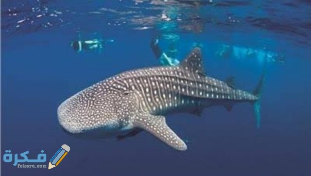 أنواع أسماك القرش IMG ٢٠٢٠٠٨٣١ ٠٢٥٤١٨