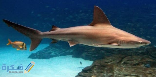 أنواع أسماك القرش IMG ٢٠٢٠٠٨٣١ ٠٢٥٤٢٦