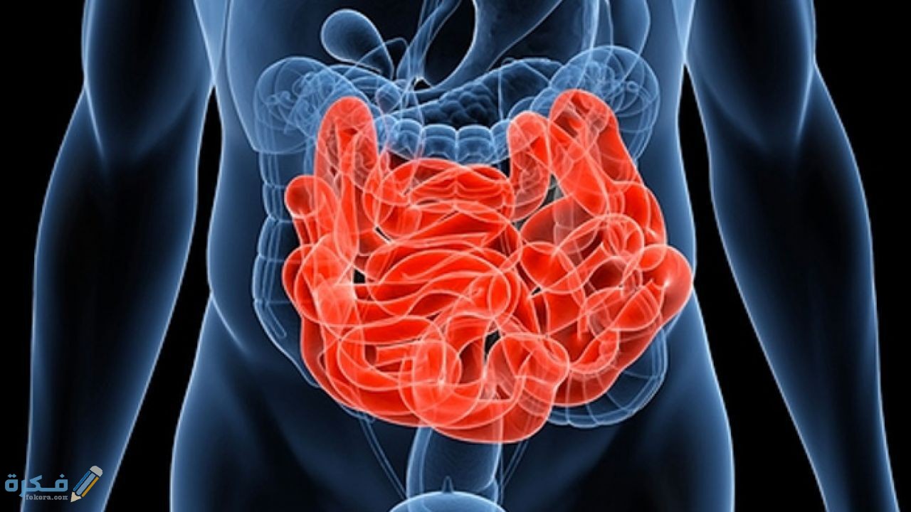 كم طول الأمعاء الدقيقة 5 معلومات عن الأمعاء الدقيقة